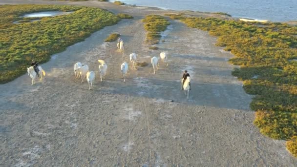 Mandria di cavalli Camargue con cowboy — Video Stock