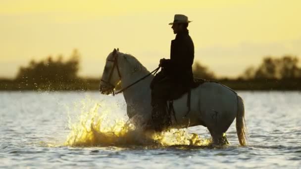 Cow-boy chevauchant sur cheval Camargue blanc — Video