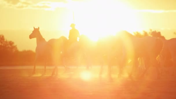 Manada de caballos de Camarga con vaqueros — Vídeo de stock