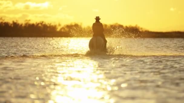 Cowboy Ridning på vita Camargue häst — Stockvideo