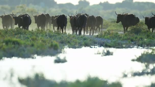 牛动物牲畜 — 图库视频影像