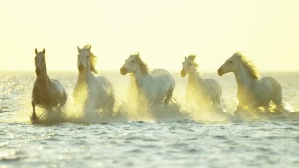 Białe konie zwierzęta — Wideo stockowe