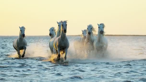 Witte paarden dieren — Stockvideo