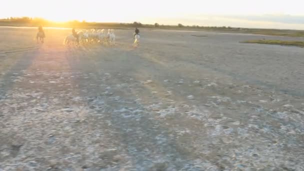 Αγέλη των αλόγων Camargue με καουμπόηδες — Αρχείο Βίντεο