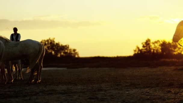 Mandria di cavalli Camargue con cowboy — Video Stock