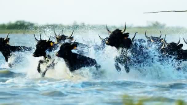 Toros ganado — Vídeo de stock