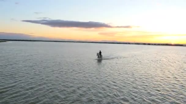 Cowboy reitet auf weißen Camargue-Pferden — Stockvideo