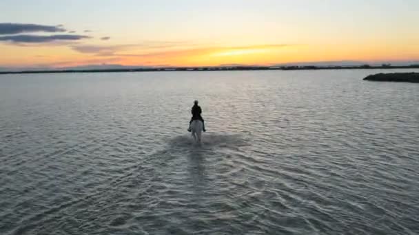 Cow-boy chevauchant sur cheval Camargue blanc — Video