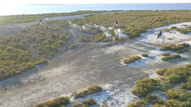 Manada de caballos de Camarga con vaqueros — Vídeos de Stock