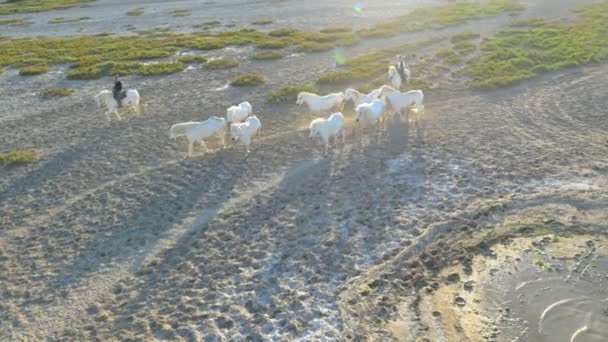 Manada de caballos de Camarga con vaqueros — Vídeos de Stock