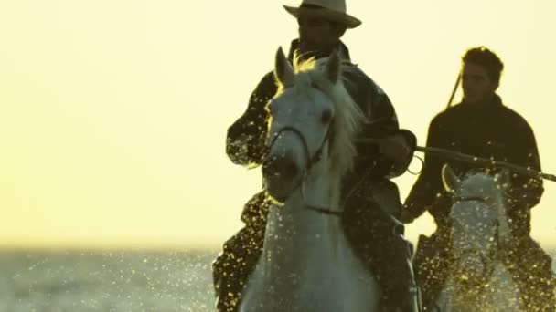 Vaqueros montados en caballos de Camargue — Vídeo de stock