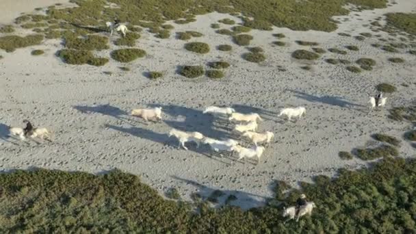 Besättningen av Camargue hästar med cowboys — Stockvideo