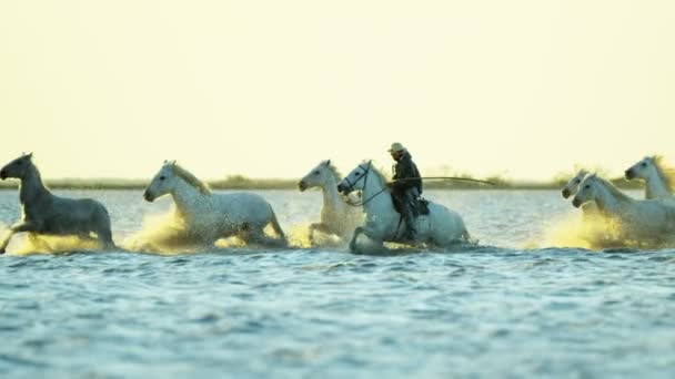 Besättningen av Camargue hästar med cowboy — Stockvideo