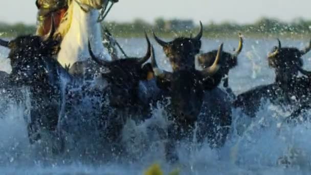 Herd of Camargue bulls with cowboy — Stock Video