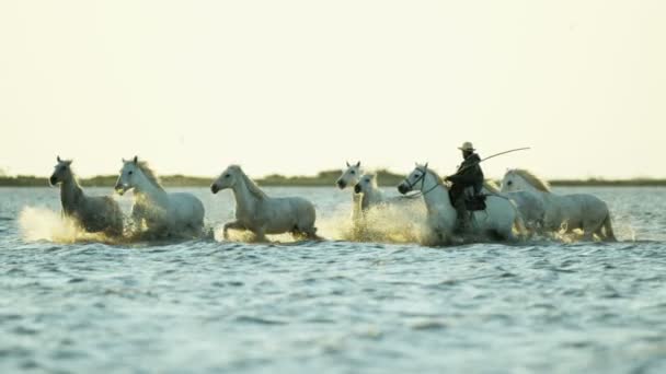 Αγέλη των αλόγων Camargue με καουμπόη — Αρχείο Βίντεο