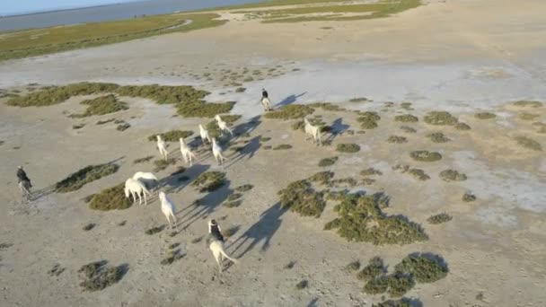 Αγέλη των αλόγων Camargue με καουμπόηδες — Αρχείο Βίντεο