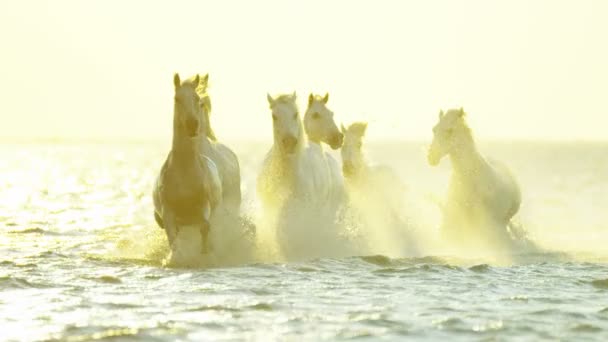 Cavalos brancos animais — Vídeo de Stock