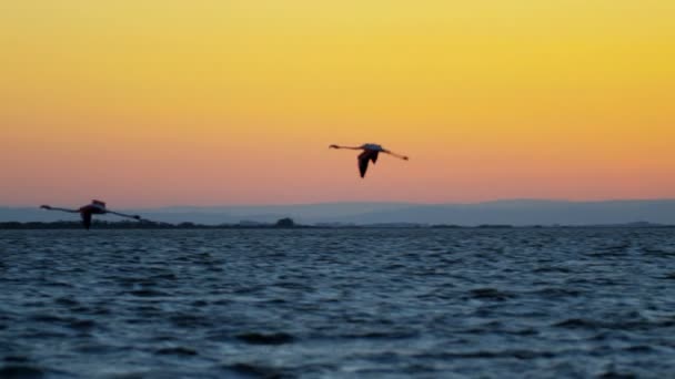 Oiseaux flamants volant au-dessus de l'eau au coucher du soleil — Video
