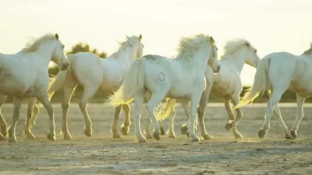 Vita hästar djur — Stockvideo