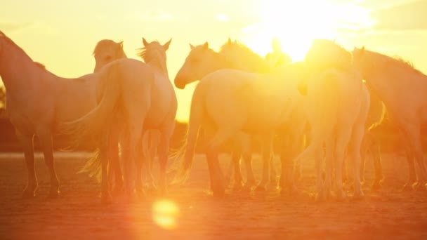 Αγέλη των αλόγων Camargue με καουμπόηδες — Αρχείο Βίντεο