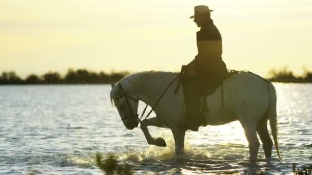 Cowboy reitet auf weißen Camargue-Pferden — Stockvideo