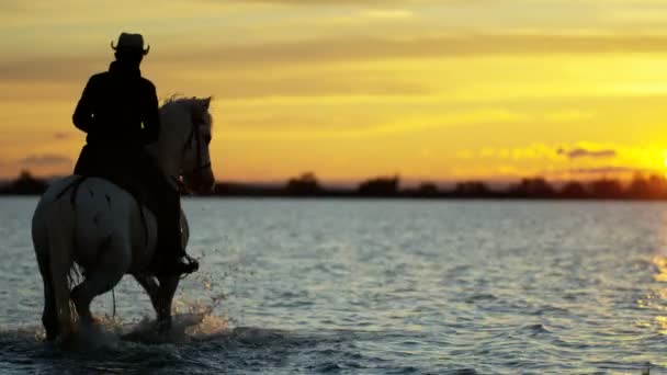 Beyaz Camargue ata binme kovboy — Stok video
