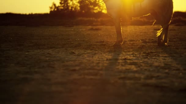 Cowboy cavalcando su cavallo bianco — Video Stock