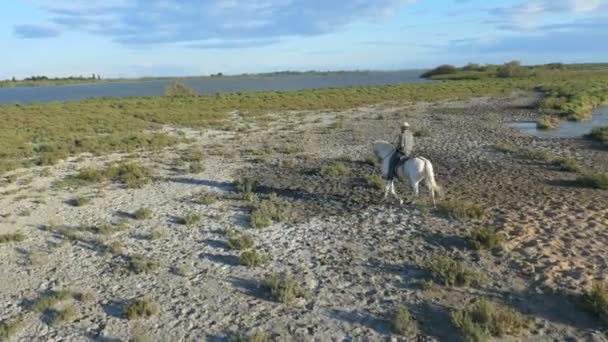 Vaquero montando en blanco caballo Camargue — Vídeo de stock