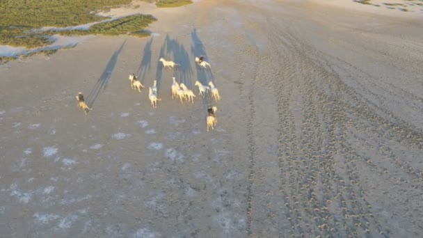 Αγέλη των αλόγων Camargue με καουμπόηδες — Αρχείο Βίντεο