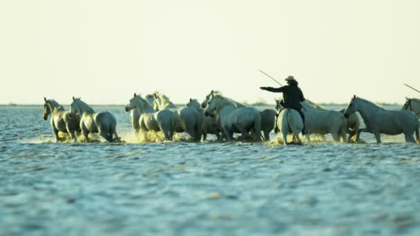 Troupeau de chevaux Camargue avec cow-boys — Video