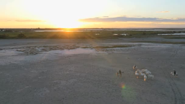 Αγέλη των αλόγων Camargue με καουμπόηδες — Αρχείο Βίντεο