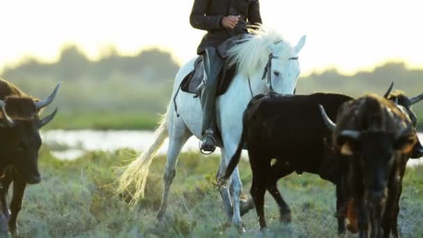 Herde Camargue-Bullen mit Cowboy — Stockvideo