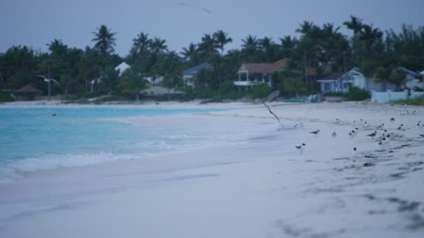 Sea birds on a tropical sandy beach — Stock Video