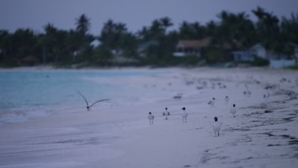 Aves marinas en una playa de arena tropical — Vídeos de Stock