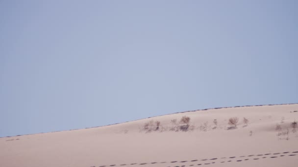 Kum tepeleri yürüyen kadın explorer — Stok video