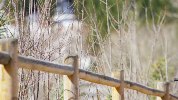 Jeune couple appréciant le vélo en plein air — Video