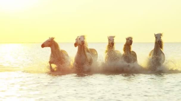Camargue koně běží přes mořské mělčině — Stock video