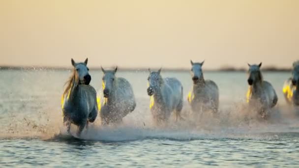 Camargue hästar löper genom havet grundområden — Stockvideo