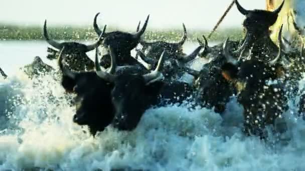 Rebaño de toros de Camargue con vaquero — Vídeo de stock