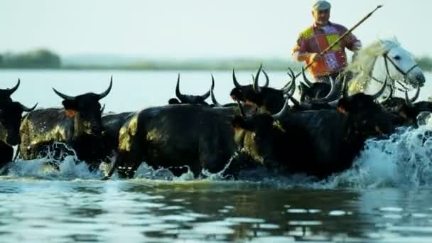 Herd of Camargue bulls with cowboy — Stock Video