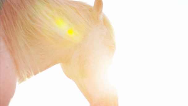 White horse animal — Stock video