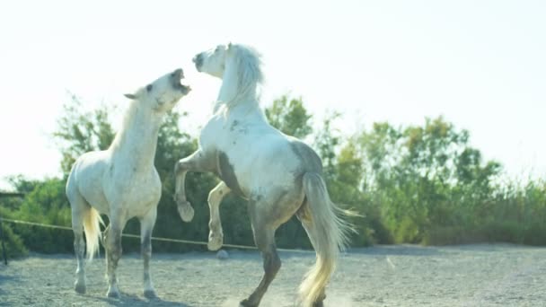 Белые лошади — стоковое видео