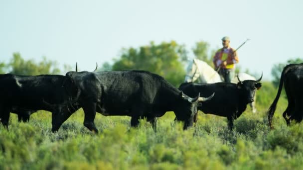 Csorda Camargue bika legeltetés a legelőn — Stock videók