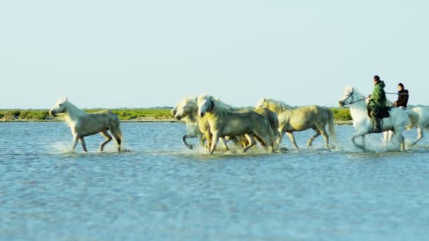 Herd of Camargue horses with cowboys — Stock Video