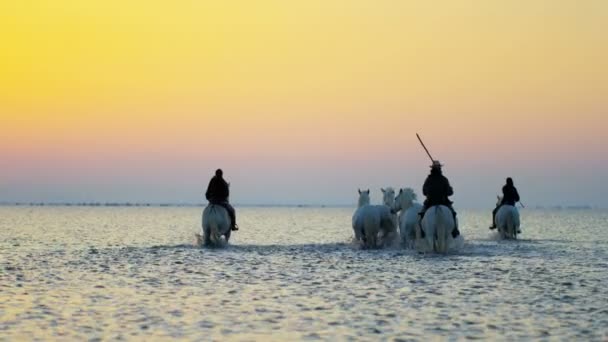 Rebanho de cavalos Camargue com cowboys — Vídeo de Stock