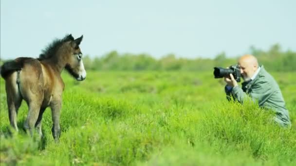 Fotografen ta foto av unga Camargue häst föl — Stockvideo
