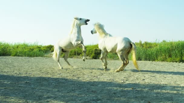 White horses animals — Stock Video