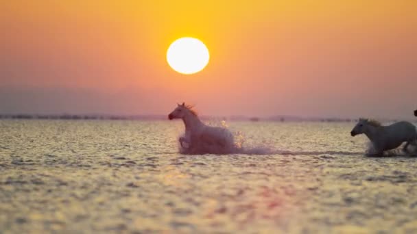 Manada de caballos Camargue con vaquero — Vídeos de Stock