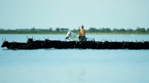 Troupeau de taureaux Camargue avec cow-boy — Video