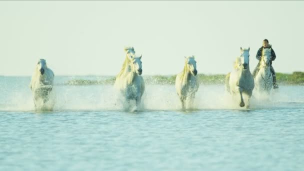 Herd of Camargue horses with cowboy — Stock Video